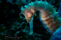 large Seahorse smaller